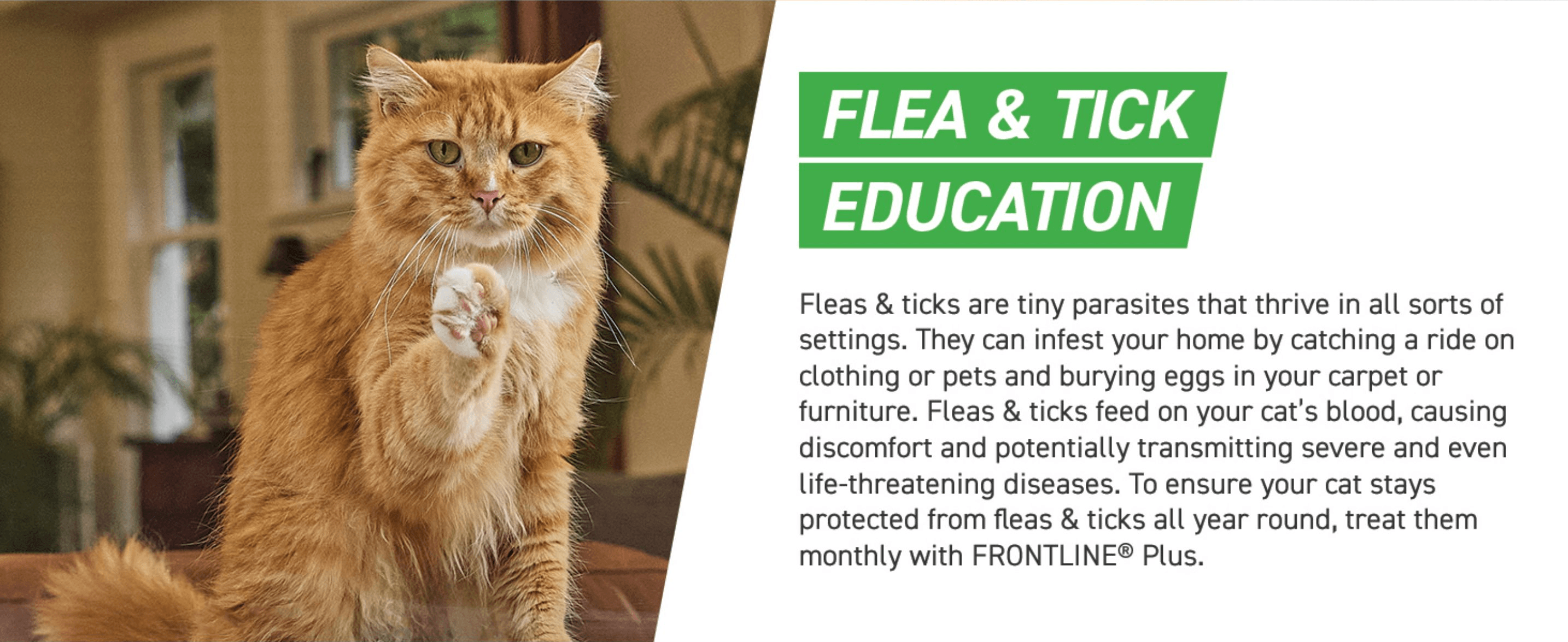 Educates the shopper on how fleas and ticks infest the home and reassures them that monthly Frontline Plus use keeps their cat protected.
