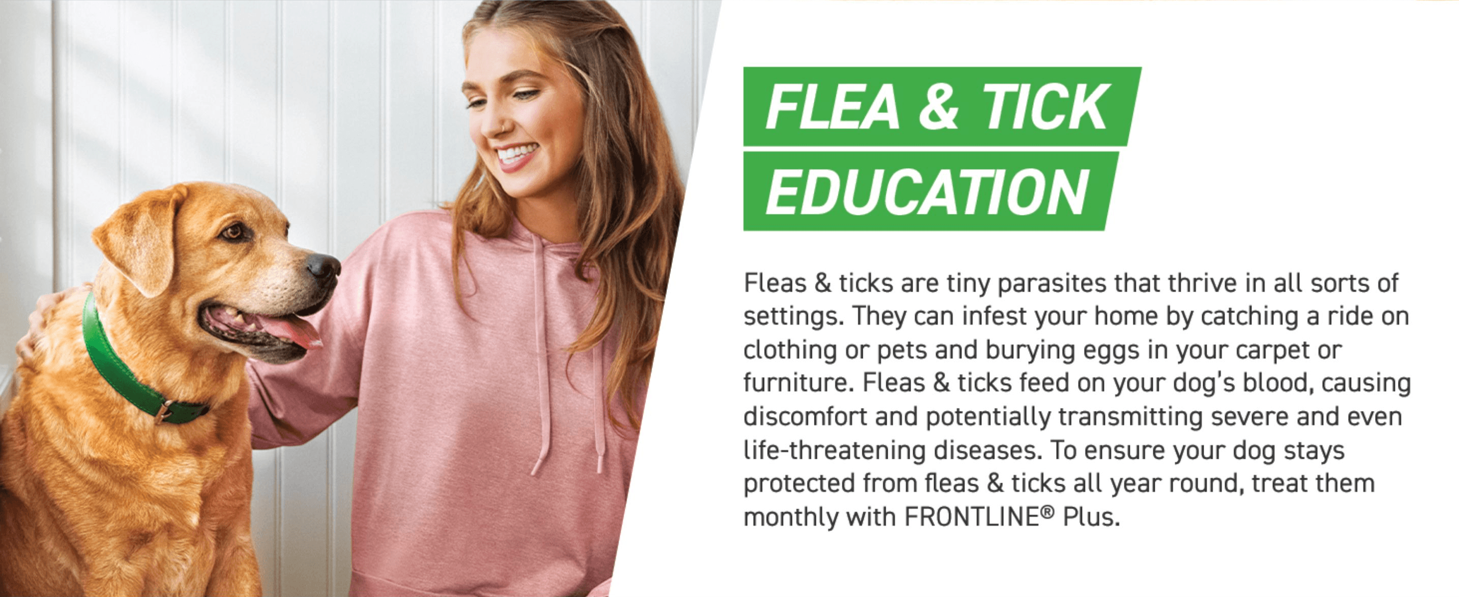 Explains why fleas and ticks are a risk and why monthly treatment keeps dogs protected.