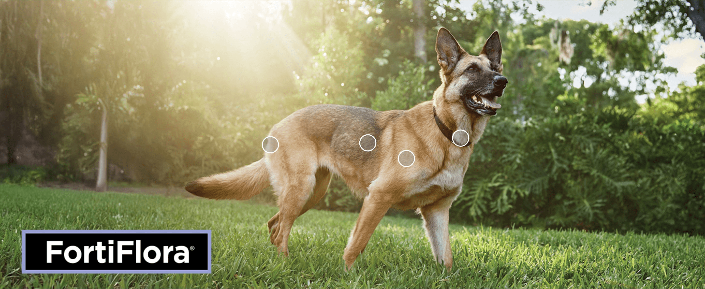 Uses the FortiFlora brand mark alongside a healthy, active dog to reinforce the product's role in overall canine wellbeing.