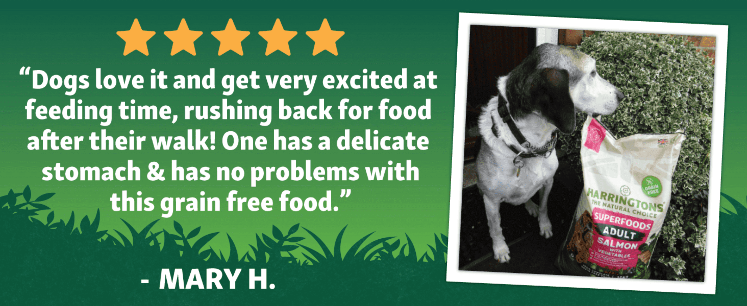 Shows a five-star customer quote about a dog with a delicate stomach to build trust through social proof. Pairs the quote with a real customer photo of a dog beside the product to make the praise…