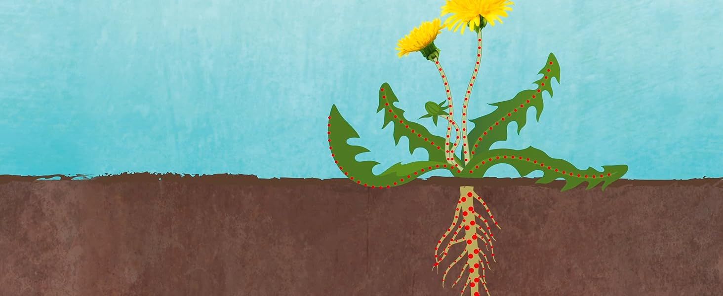 Illustrates how the weed takes in nutrients through its leaves and deep root system to explain why the product must reach the roots. Communicates that the product works systemically through the…