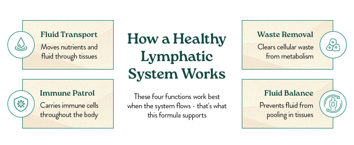 Educates shoppers on how the lymphatic system works by highlighting four distinct functions the product supports, helping them understand the comprehensive health benefits. Explains how a healthy…