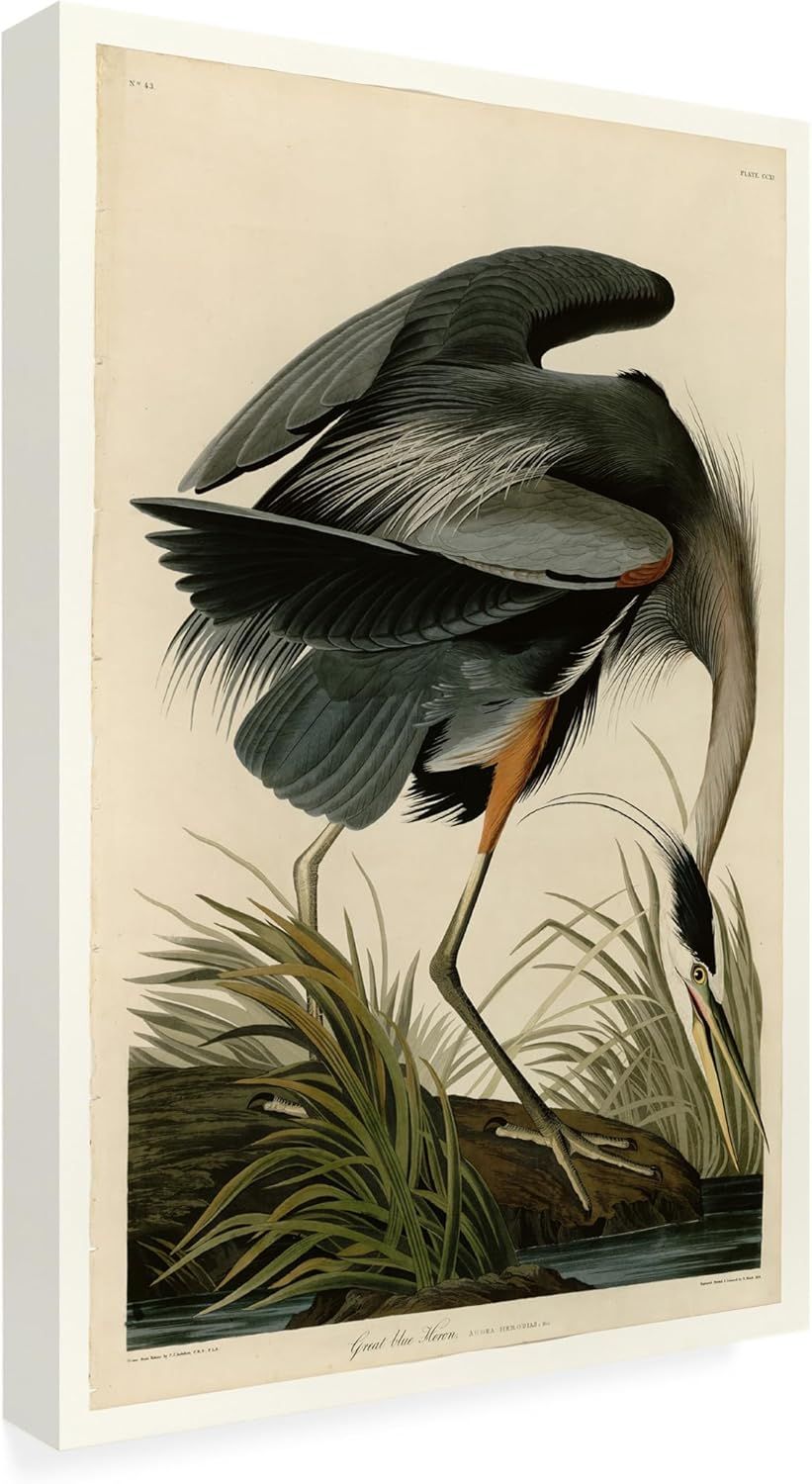 Displays the core product—a canvas print of a vintage heron illustration—clearly showing the artwork, canvas depth, and overall presentation to help shoppers visualize it as wall decor. Uses a drop…