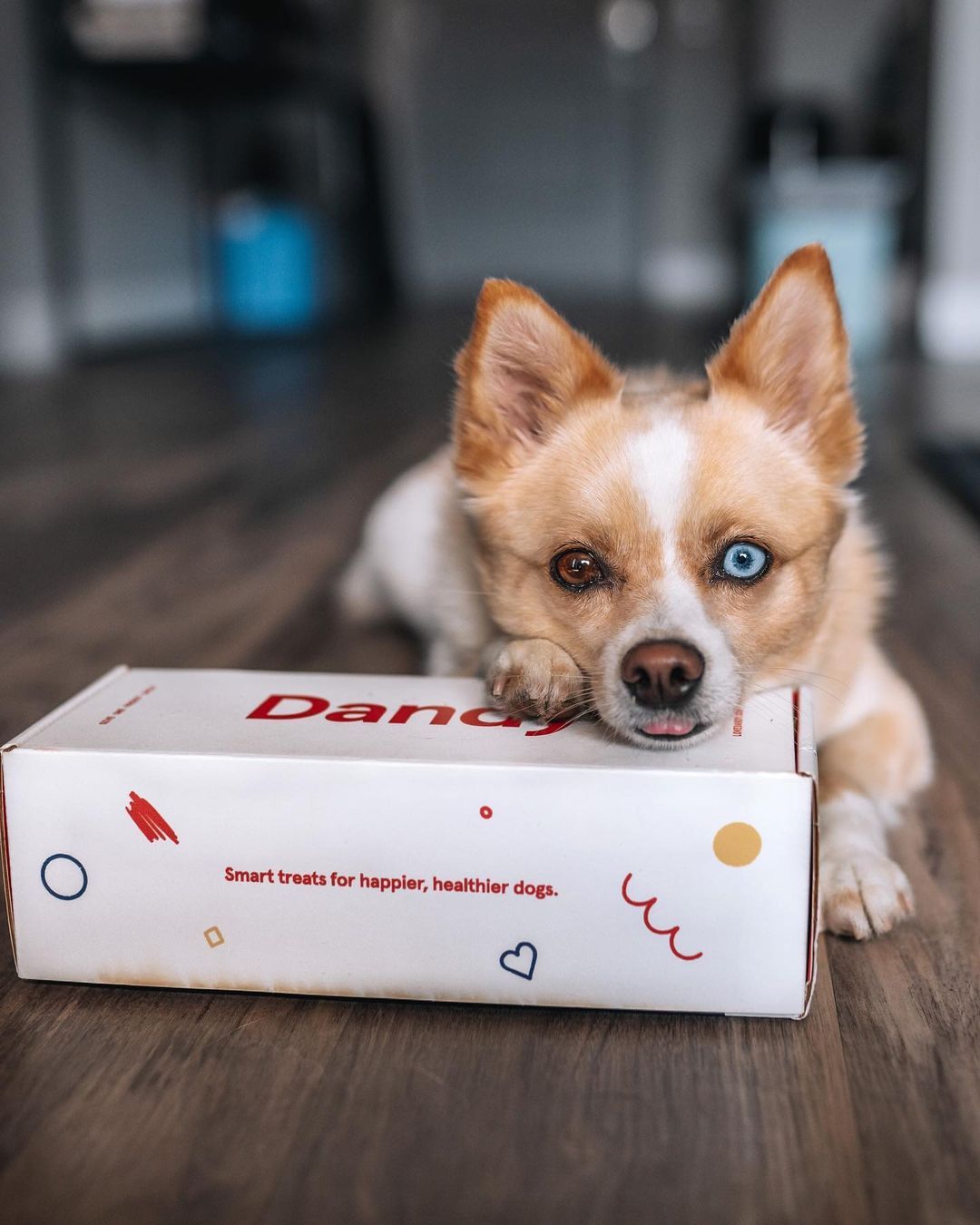 Dandy 7: Lifestyle Images