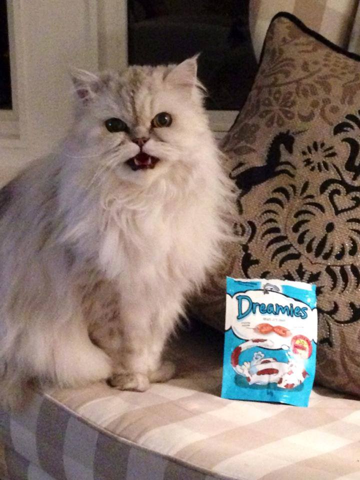 UGC Images for Dreamies 20