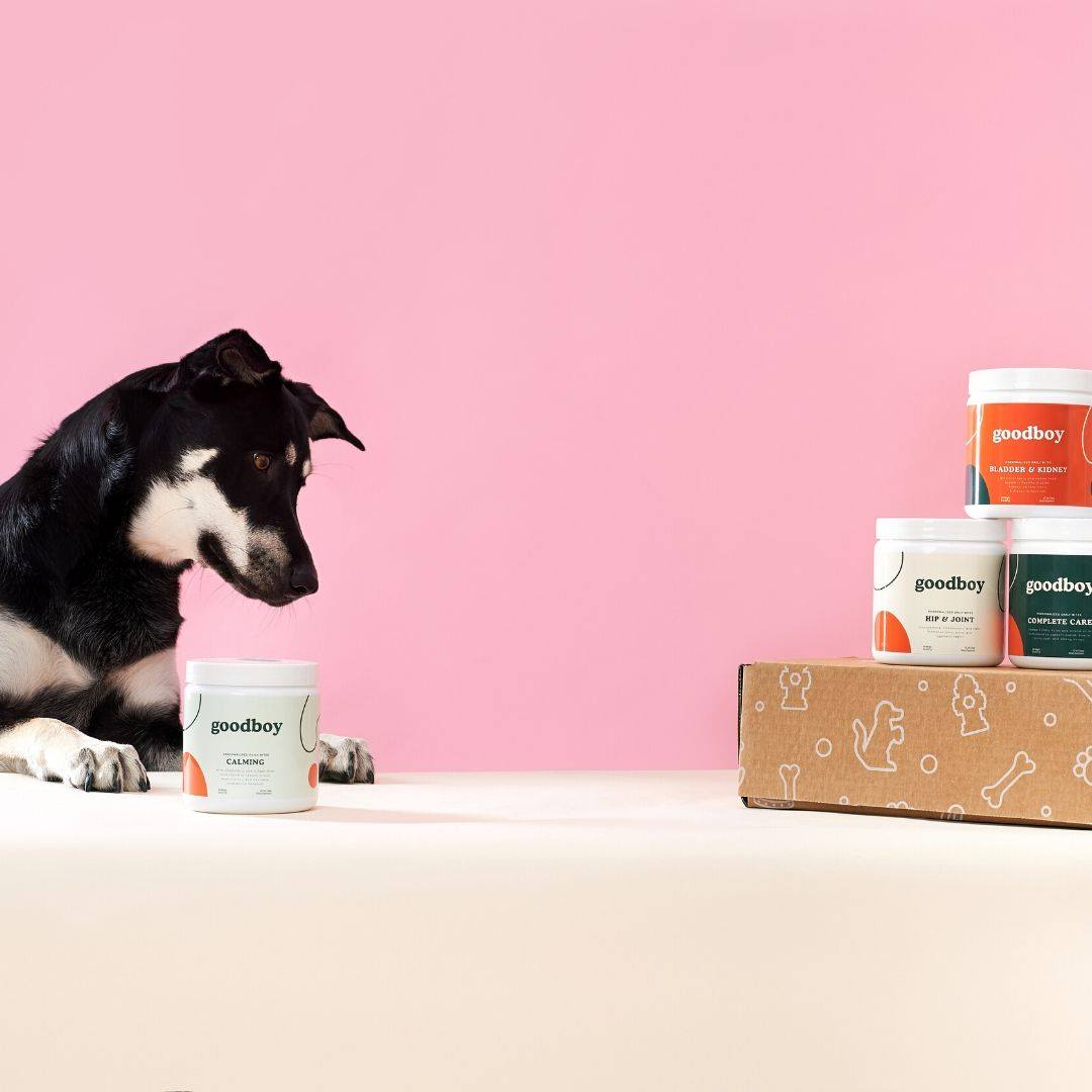 Goodboy 43: Lifestyle Images