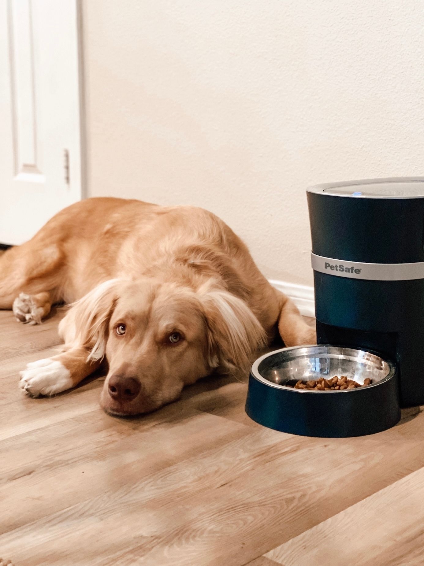 Lifestyle Images for PETSAFE LIF PET 1