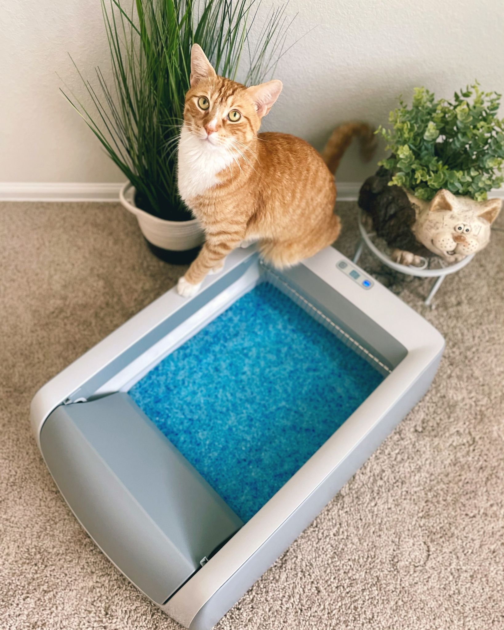Lifestyle Images for PETSAFE LIF PET 2