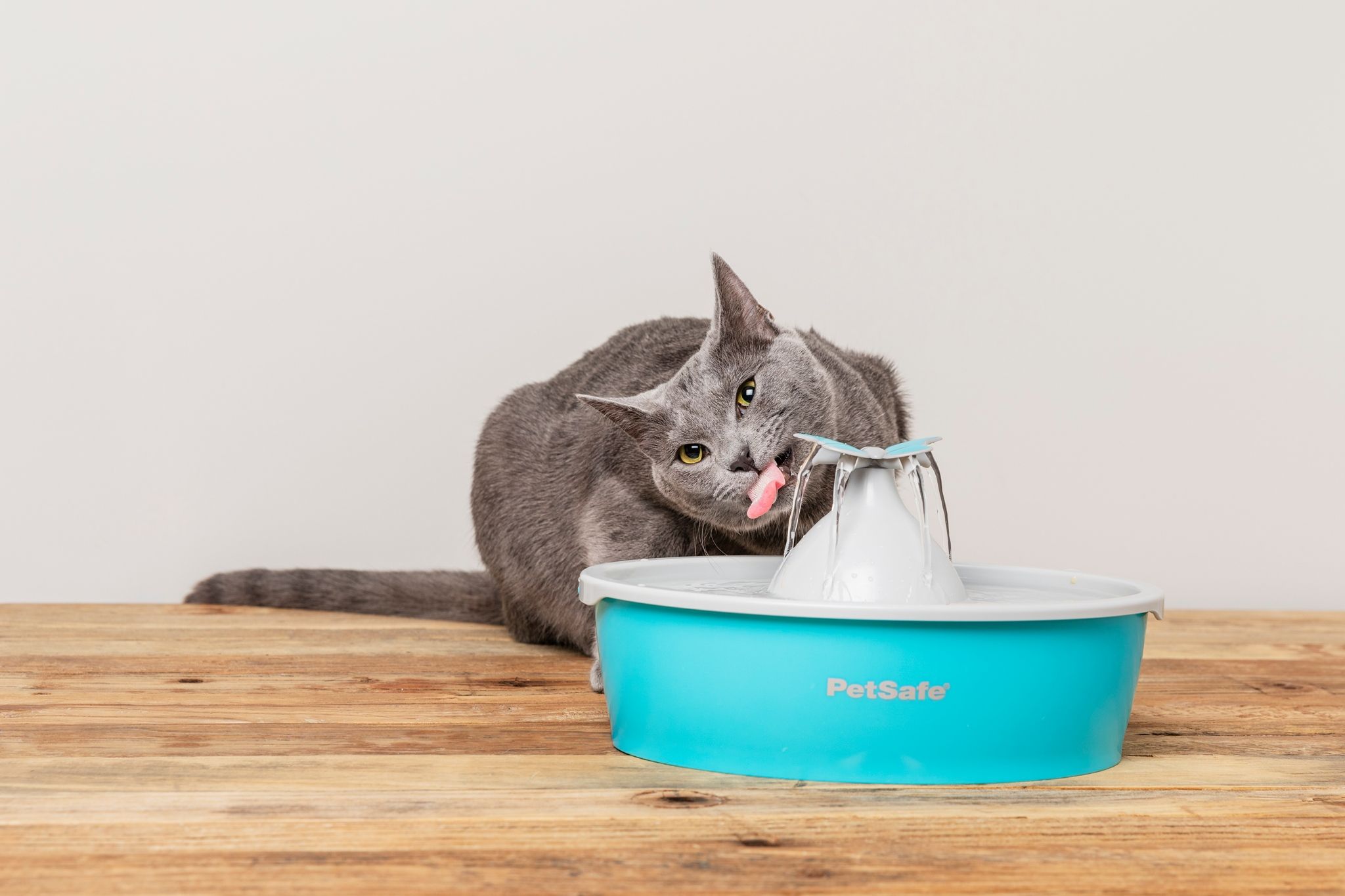 Lifestyle Images for PETSAFE LIF PET 3