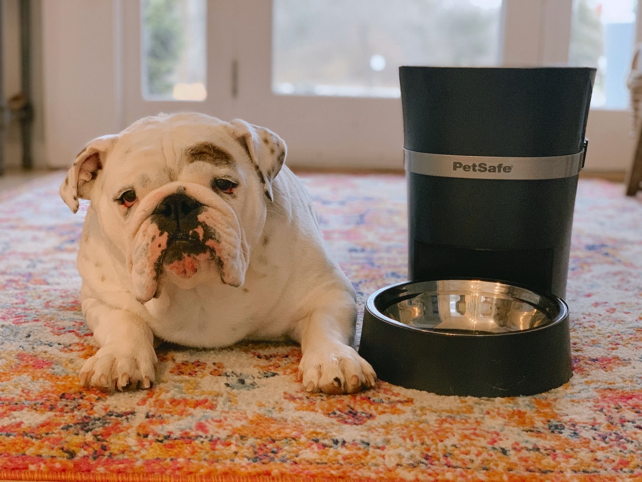 Lifestyle Images for PETSAFE LIF PET 4