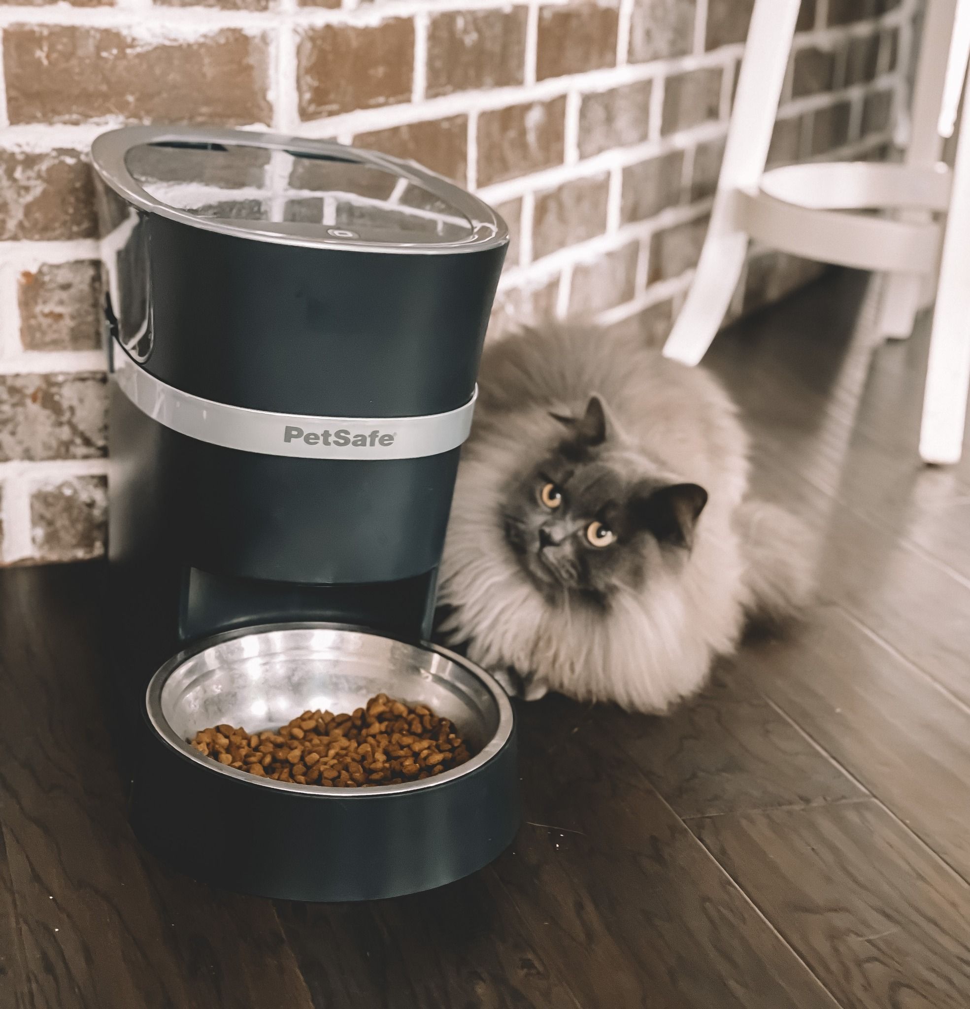 Lifestyle Images for PETSAFE LIF PET 6