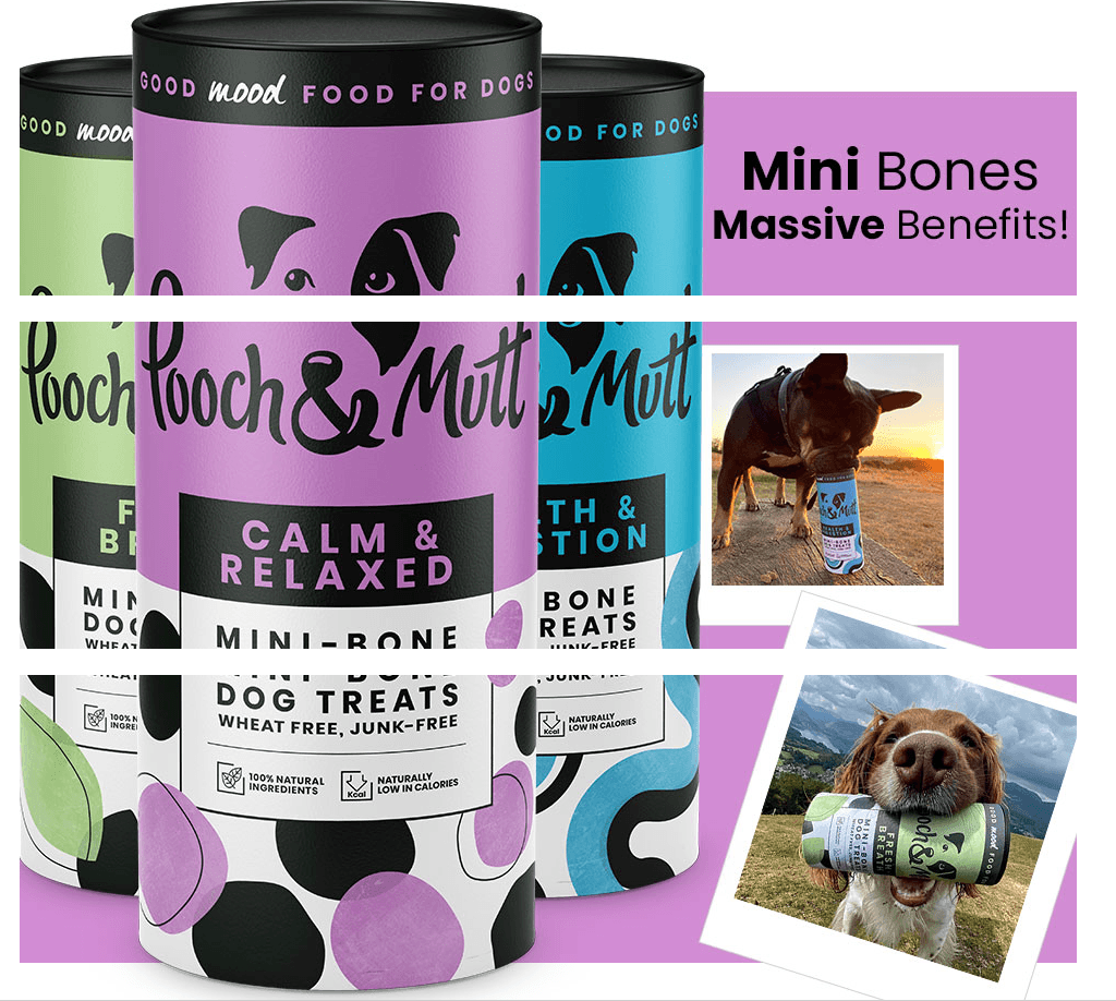 Basic A+ Content for Pooch and Mutt 1