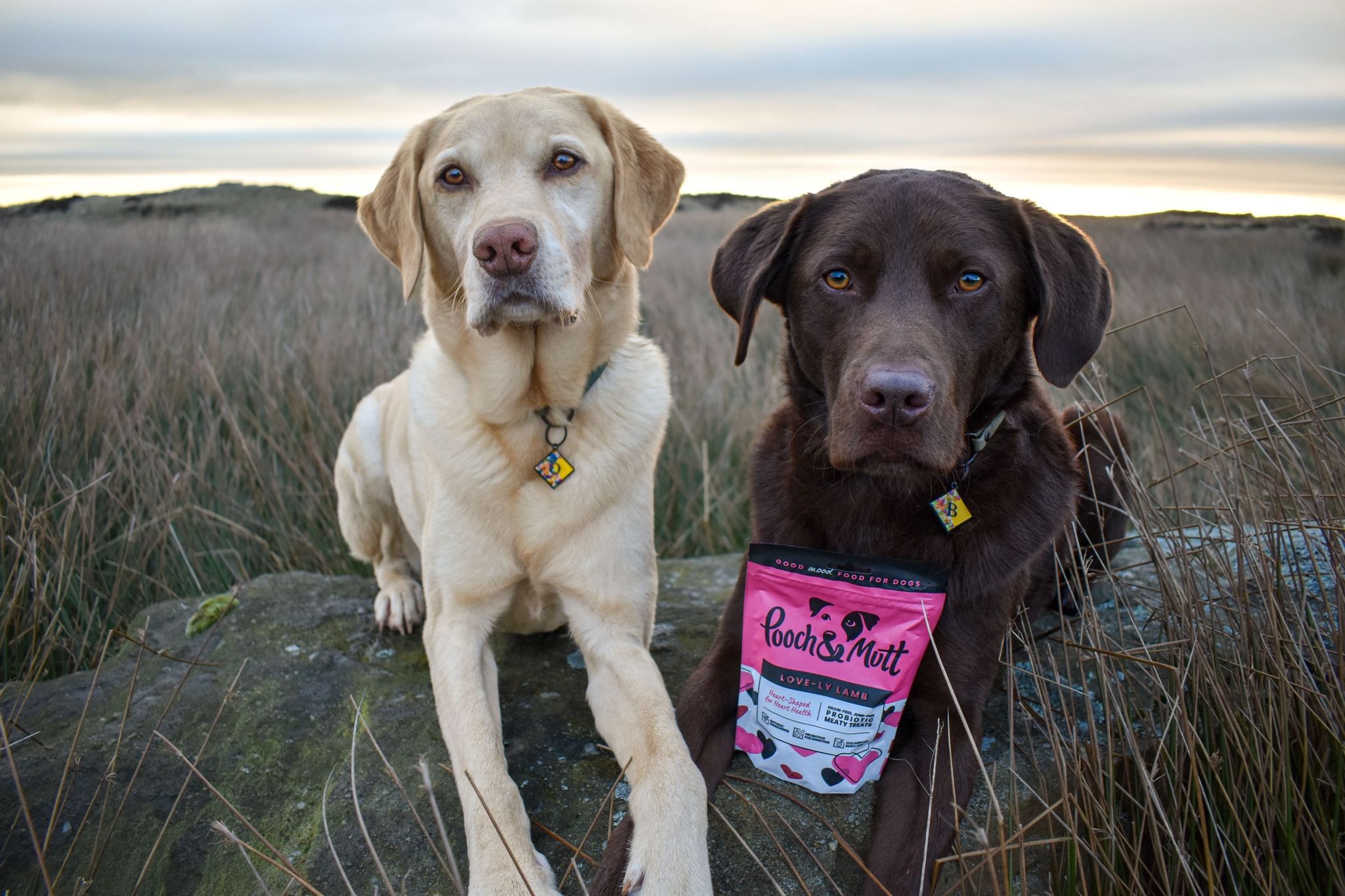 UGC Images for Pooch and Mutt 33