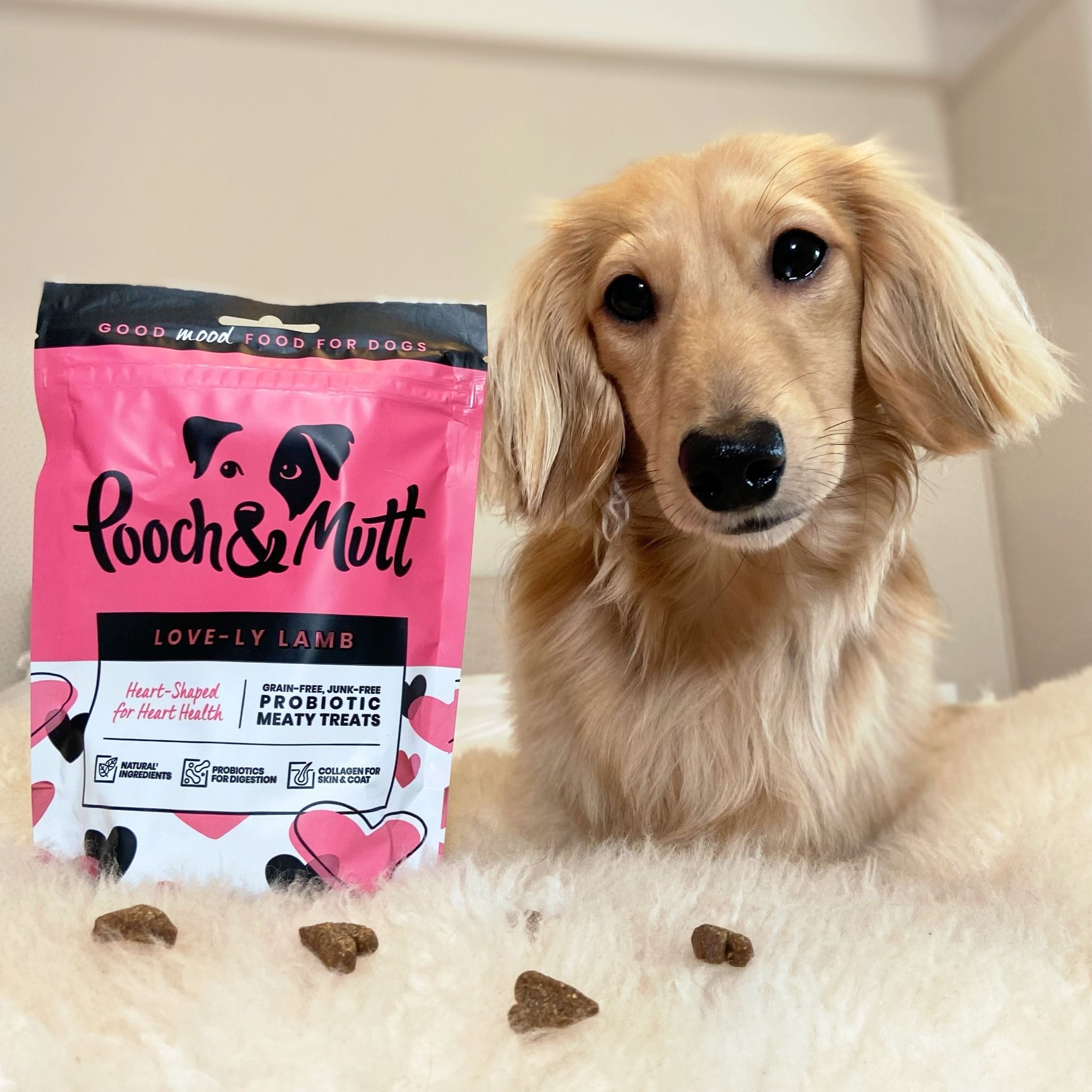 UGC Images for Pooch and Mutt 36