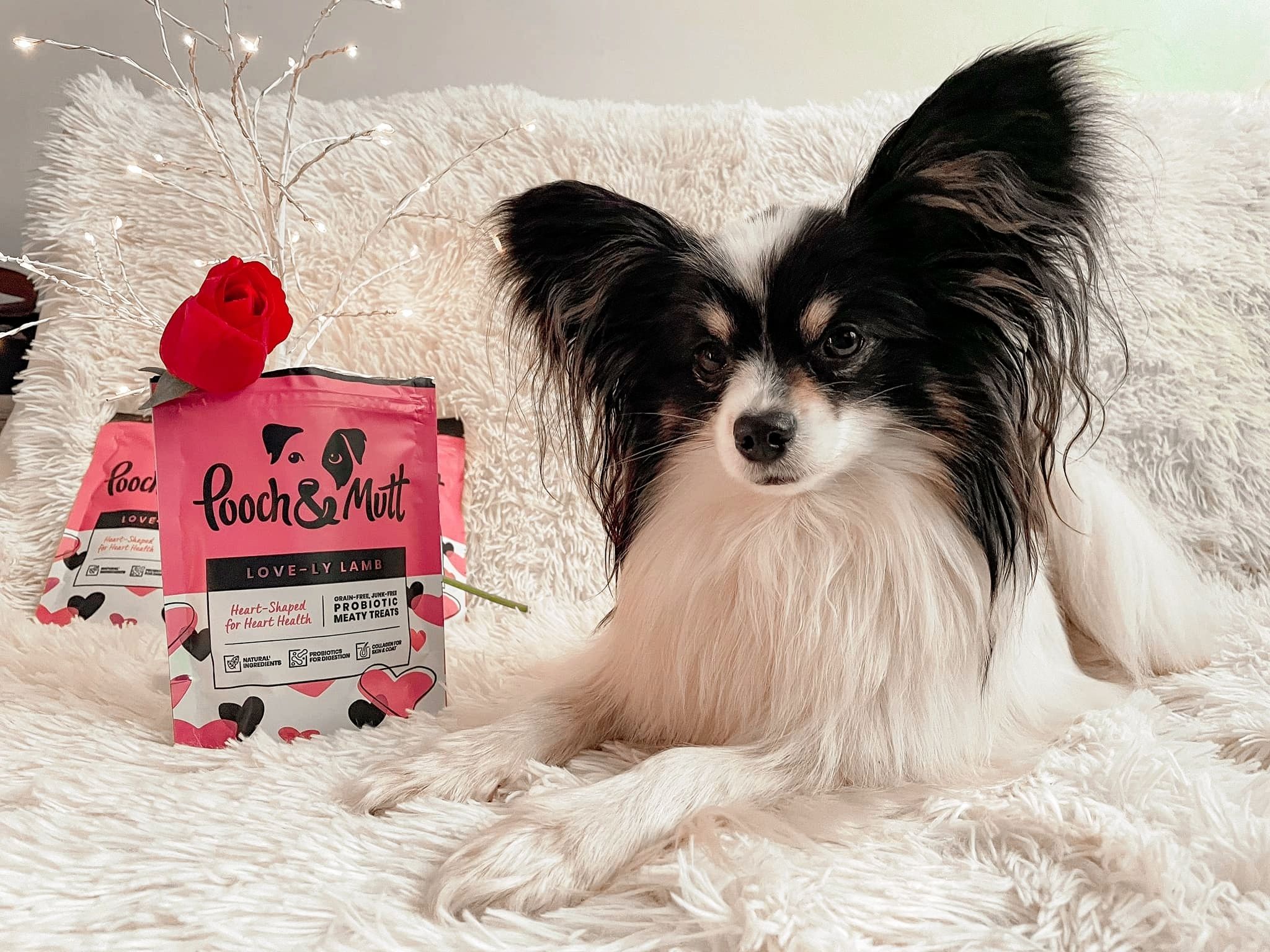 UGC Images for Pooch and Mutt 39
