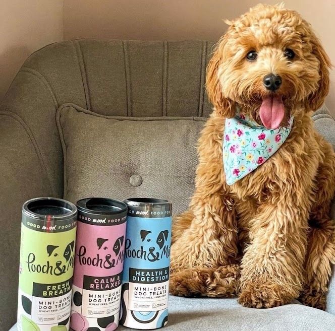 UGC Images for Pooch and Mutt 62