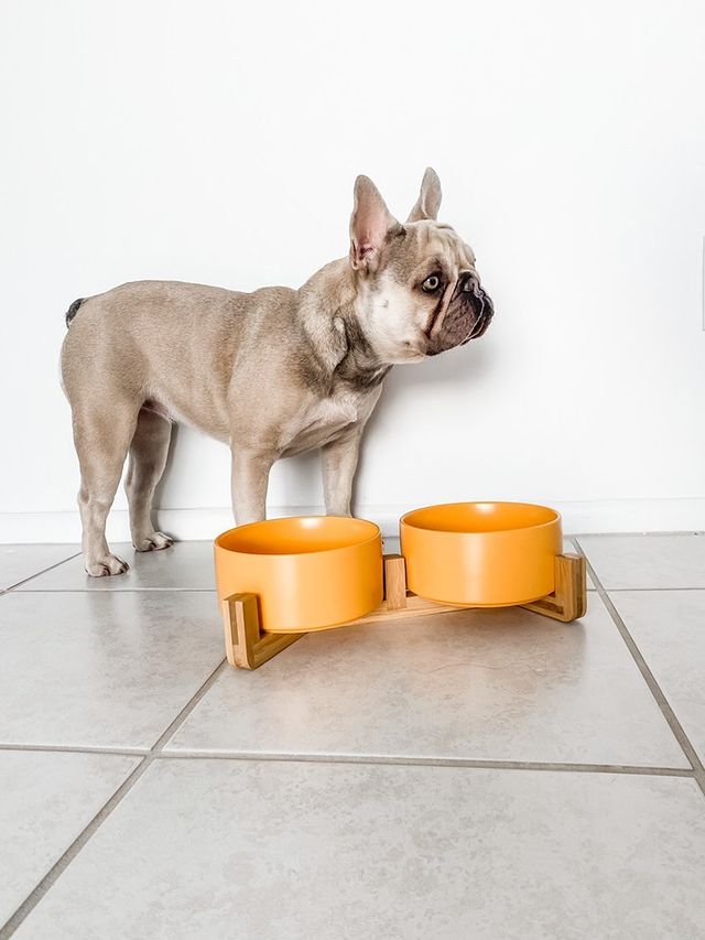 Lifestyle Images for SPUNKYJUNKY LIF PET 1