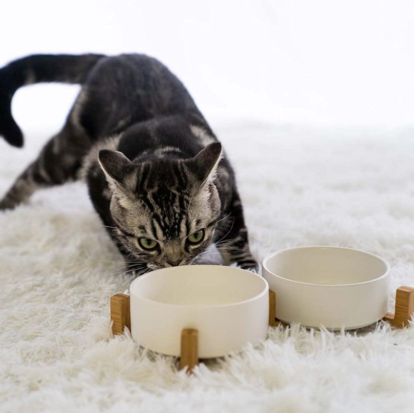 Lifestyle Images for SPUNKYJUNKY LIF PET 8