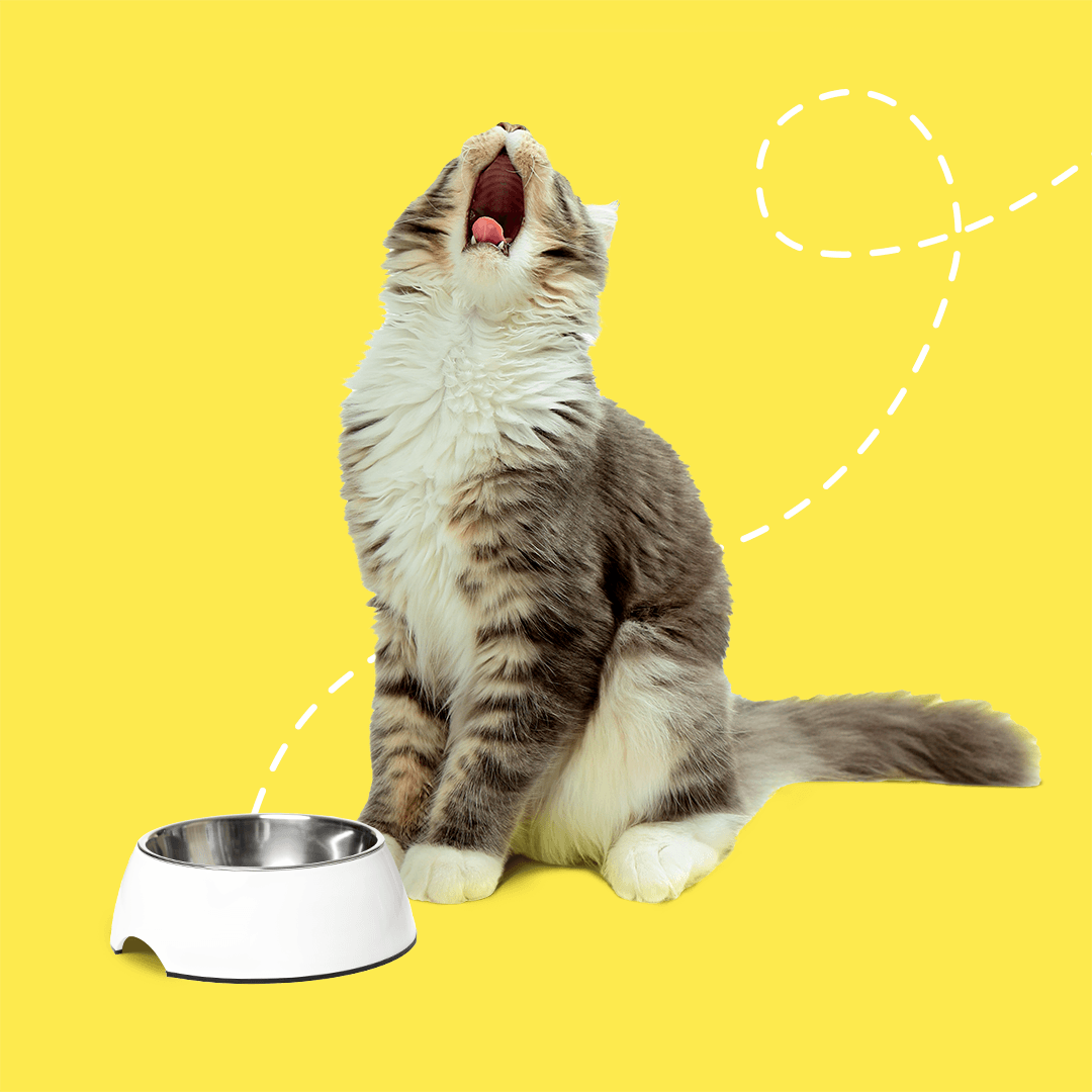 Temptations Cat Treats 2: Lifestyle Images