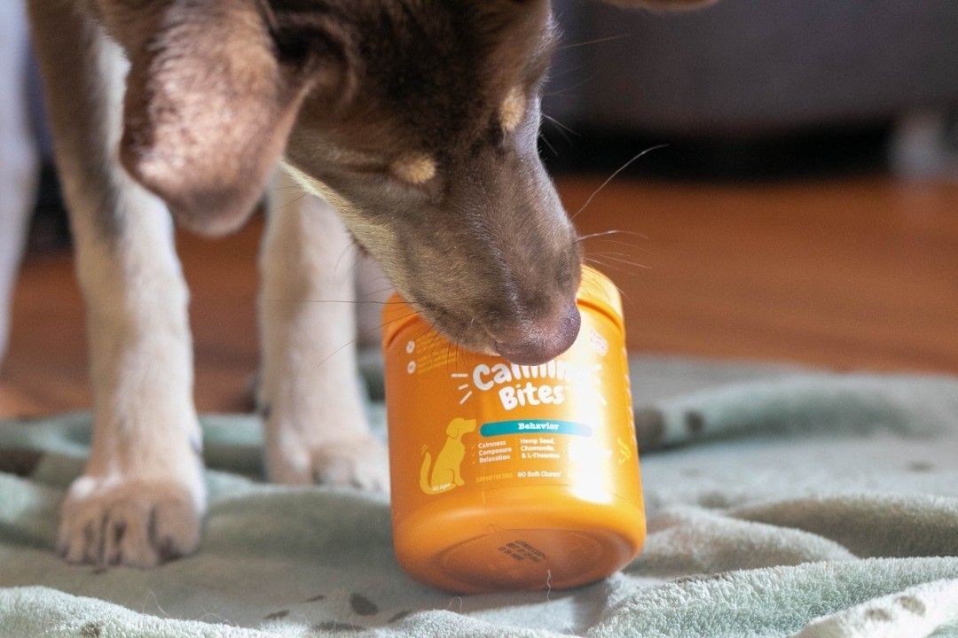 Lifestyle Images for Zesty Paws LIF PET 1