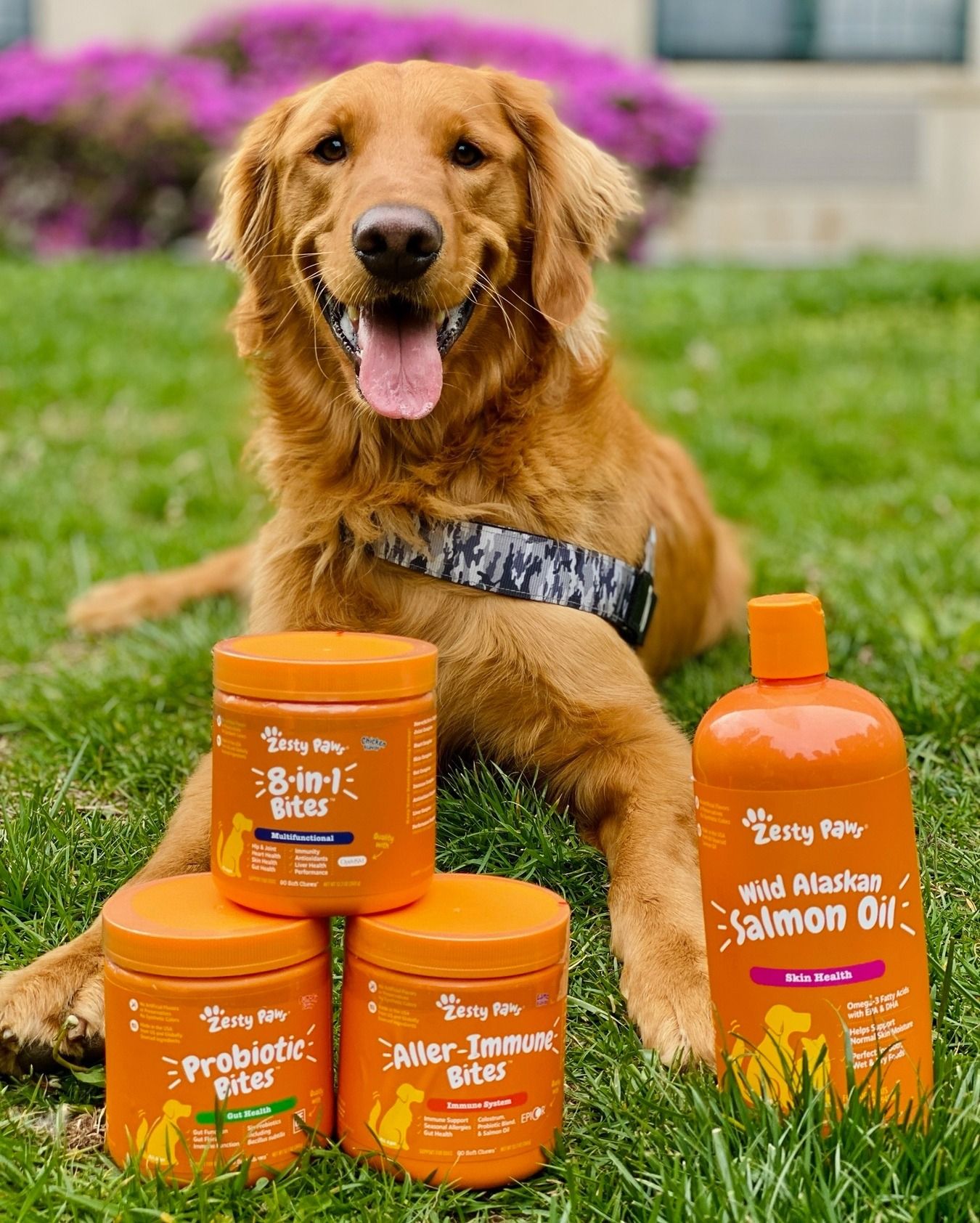 Lifestyle Images for Zesty Paws LIF PET 3