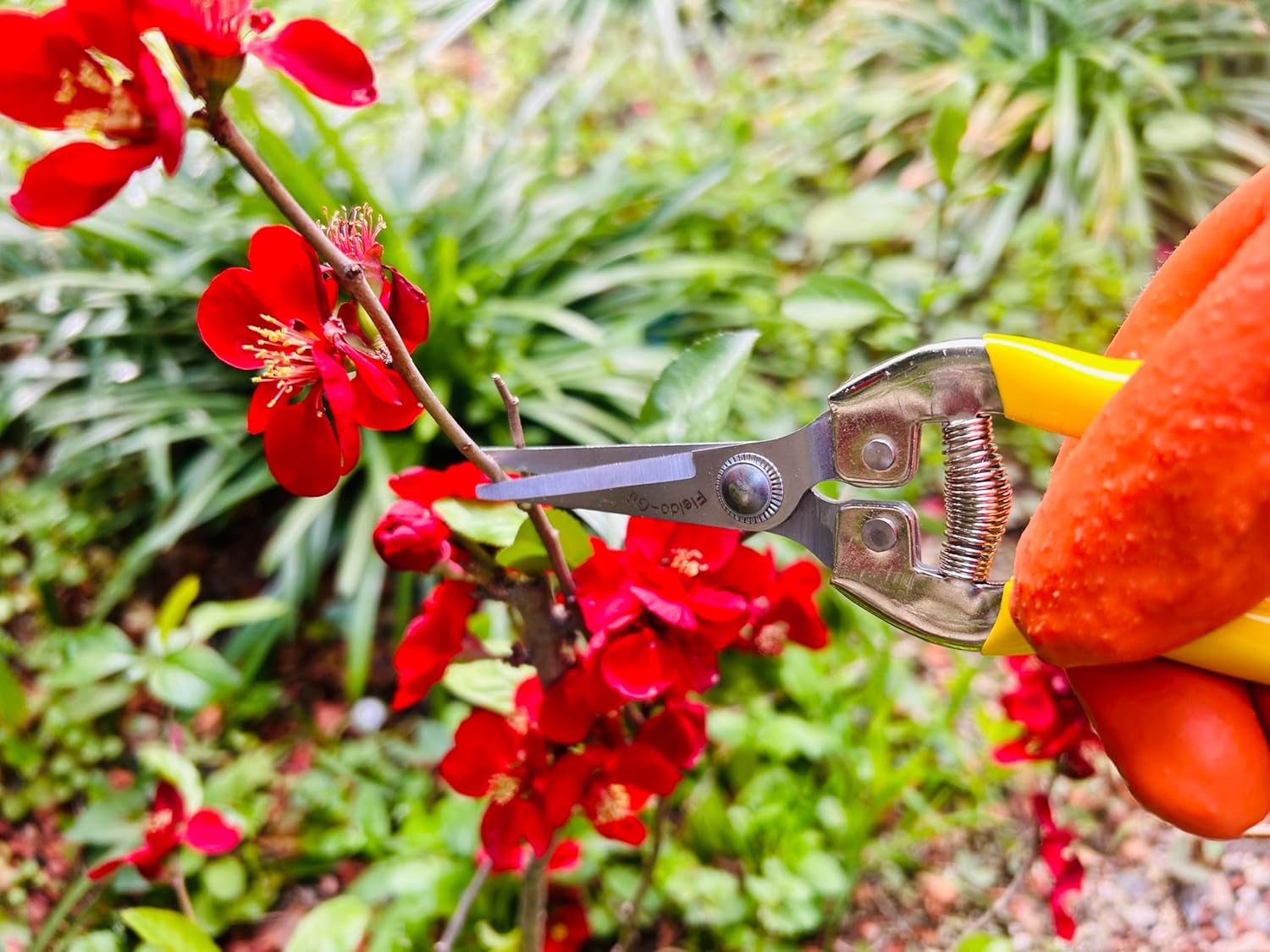 Demonstrates the correct way to prune flowers using gardening shears, helping customers understand proper plant care.