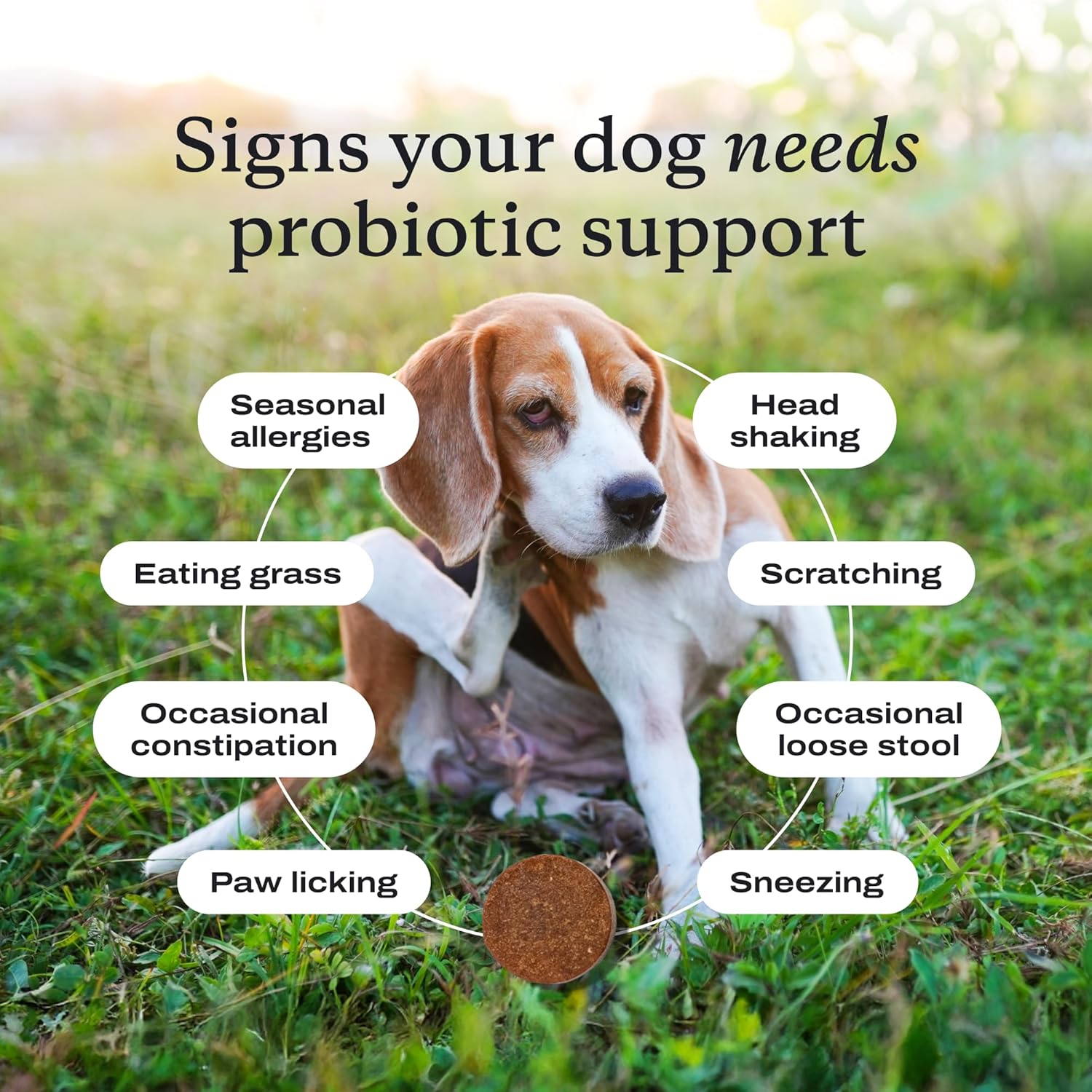 Educates pet owners on various signs that indicate their dog may need probiotic support, promoting the product as a solution for multiple health issues.