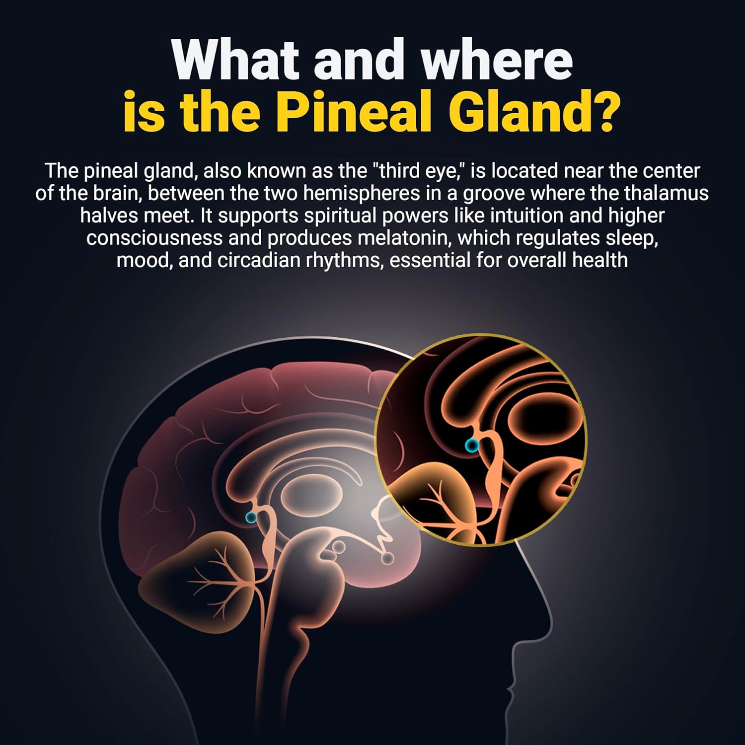 Educates the viewer on the location and function of the pineal gland within the brain, highlighting its importance for various physiological processes.