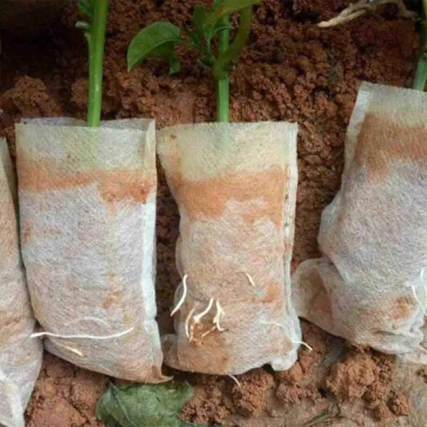 Demonstrates how to properly plant or prepare seedlings using biodegradable planting bags or wraps in soil, showing the setup process for successful plant growth.