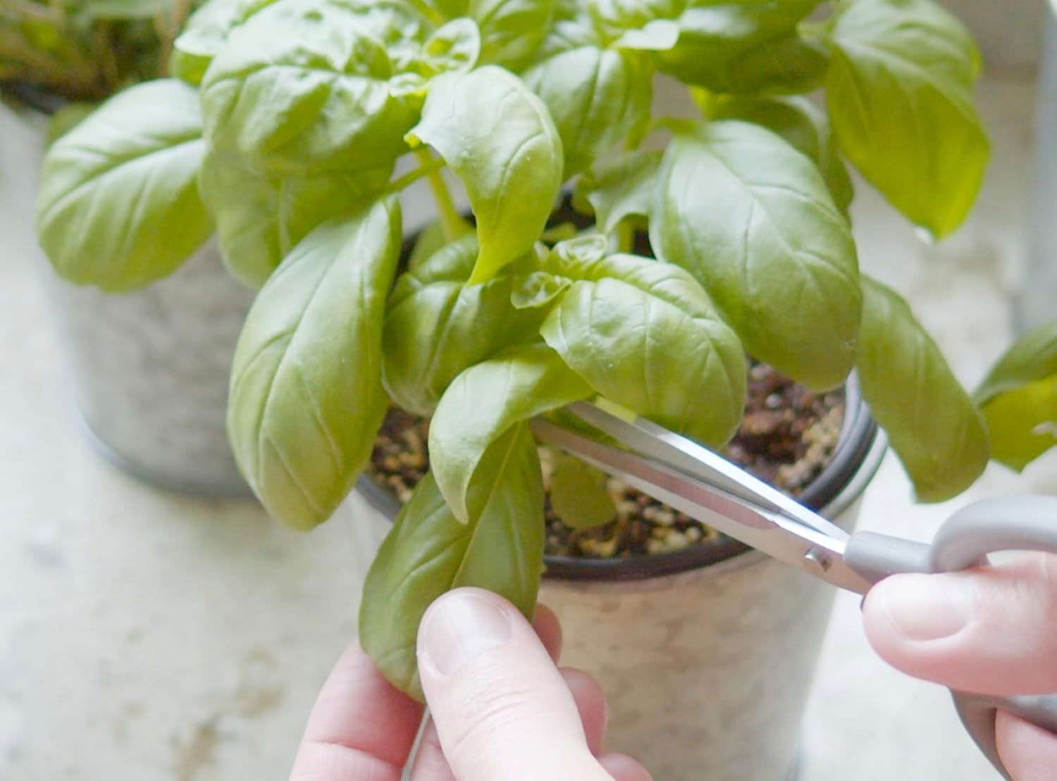 Demonstrates how to harvest or trim the basil plant using scissors, showing shoppers the simple process of using the product.