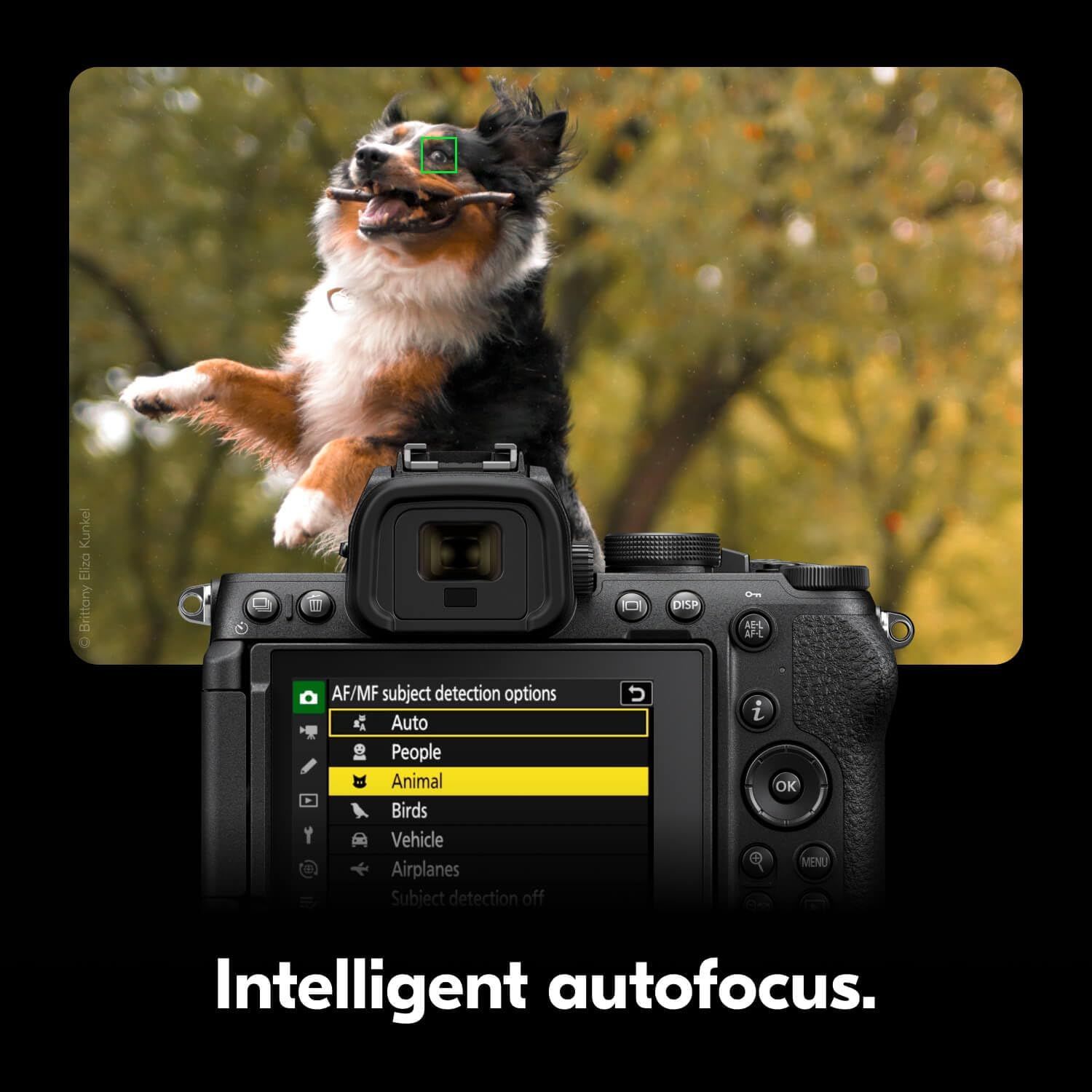 Demonstrates the camera's intelligent autofocus capability with animal subject detection, showing how the camera can automatically track and focus on moving…
