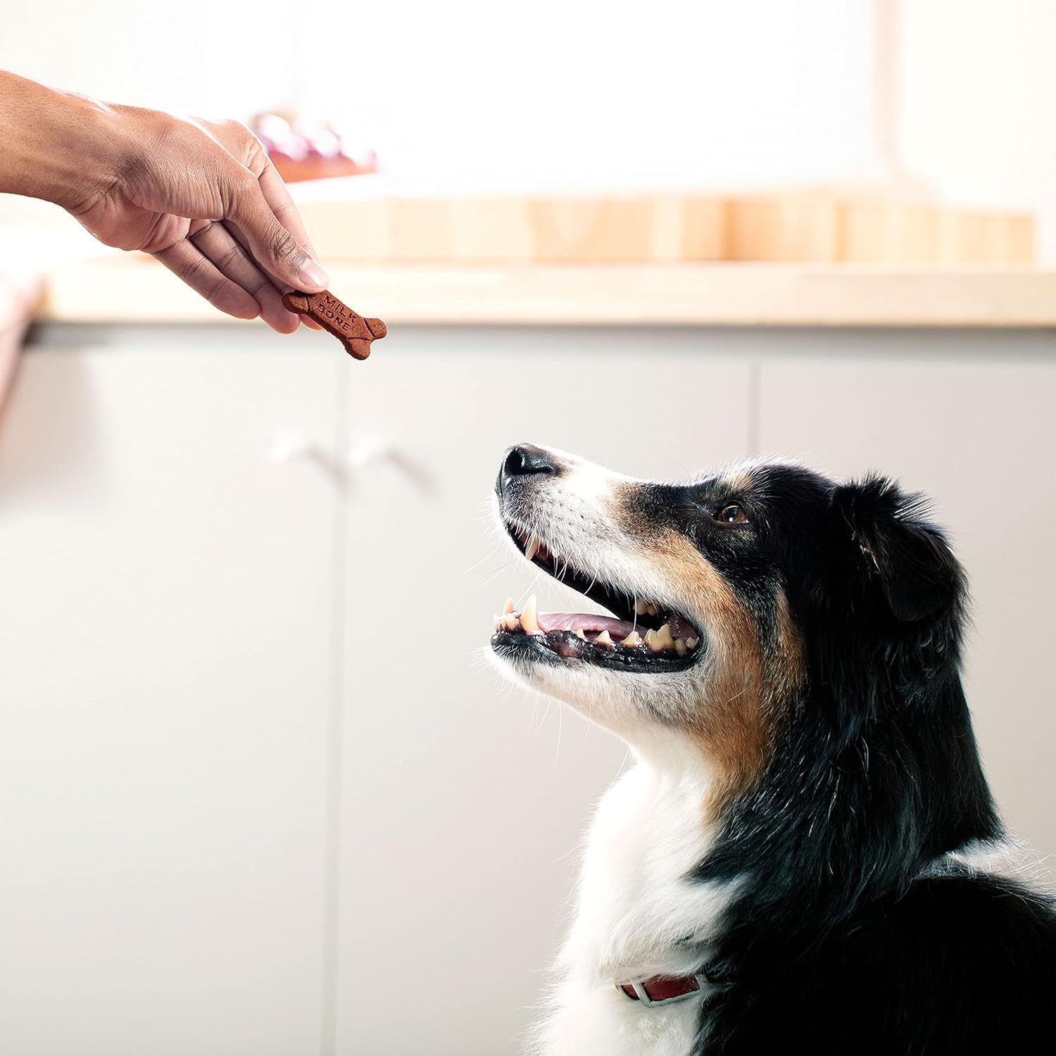 Shows the product being used in a natural home setting with a dog, creating an emotional connection and demonstrating real-world application without text or callouts.