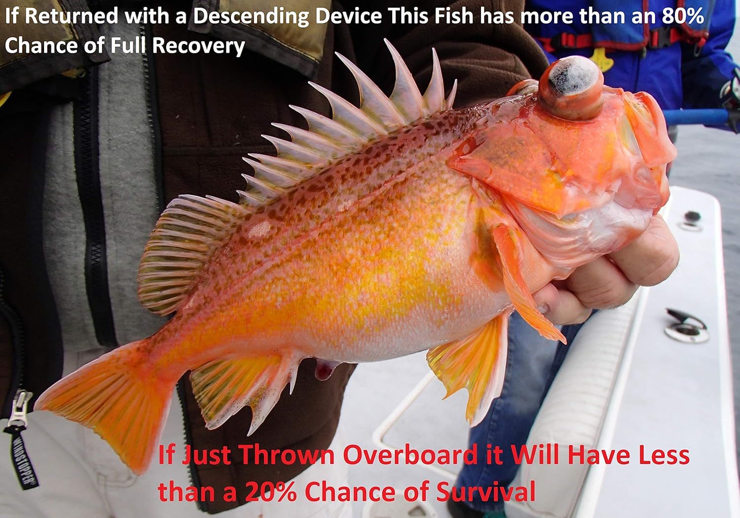 Communicates the quantifiable survival statistics to educate fishermen on the importance of using a descending device for catch-and-release, emphasizing the dramatic difference in fish survival…