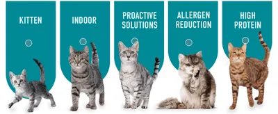 Shows the range of Purina ONE formulas (Kitten, Indoor, Proactive Solutions, Allergen Reduction, High Protein) so shoppers can find the variant suited to their cat.