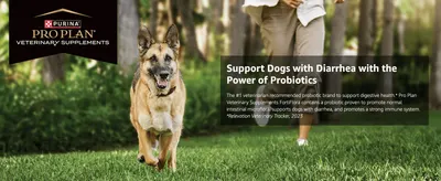 Reassures shoppers that this vet-recommended probiotic supports dogs with diarrhea and promotes healthy digestion.