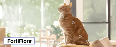 Uses callout points across the cat's body to signal the multiple areas of feline health the supplement supports.