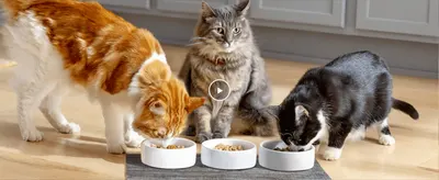 Shows multiple cats happily eating together to help shoppers envision the product fitting a multi-pet household.