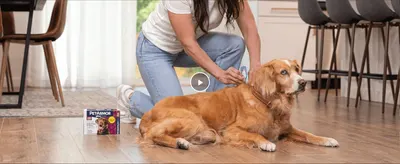 Shows how to correctly apply the flea and tick treatment to a dog's neck, reassuring the shopper the product is easy to use at home.