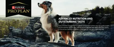 Establishes brand identity while communicating that the formula delivers concentrated, high-quality nutrition dogs love.