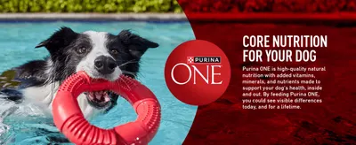 Introduces Purina ONE's core nutrition positioning with logo and lifestyle photo to build brand trust. Explains that added vitamins, minerals, and nutrients support visible health benefits inside…
