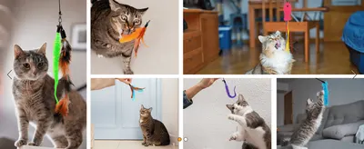Shows real cats in different homes enjoying the toys to build trust through authentic customer proof.