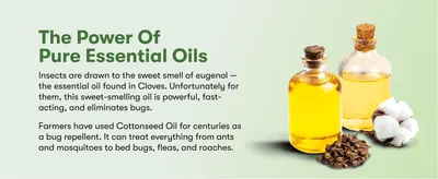 Explains the natural essential oils (eugenol, cottonseed oil) behind the product's effectiveness to build trust in its pest-killing power.