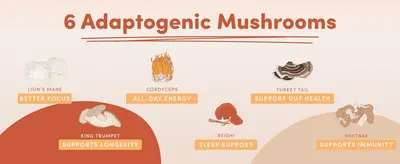 Introduces the six adaptogenic mushrooms in the blend, each paired with its own specific health benefit, to show the breadth of functional value in one product.