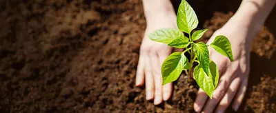 Shows hands planting a young seedling in rich soil to convey a natural growing theme with no text overlay.