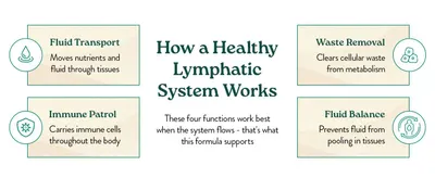 Educates shoppers on how the lymphatic system works by highlighting four distinct functions the product supports, helping them understand the comprehensive health benefits. Explains how a healthy…