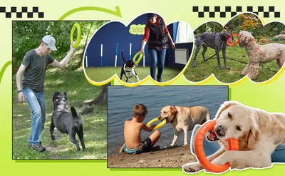 Demonstrates the versatility of the dog toy product by showing it being used in multiple real-world environments including parks, agility courses, water settings, and outdoor play to help shoppers…