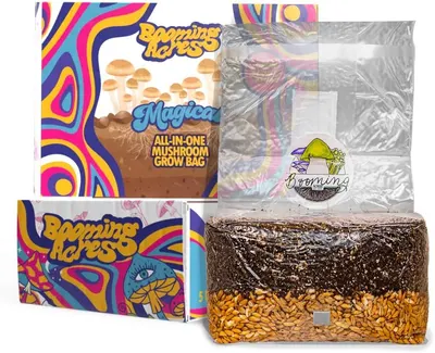 Shows the complete mushroom growing kit including the grow bag with substrate and grain, along with branded packaging to communicate what the buyer receives. Displays the colorful retail packaging…