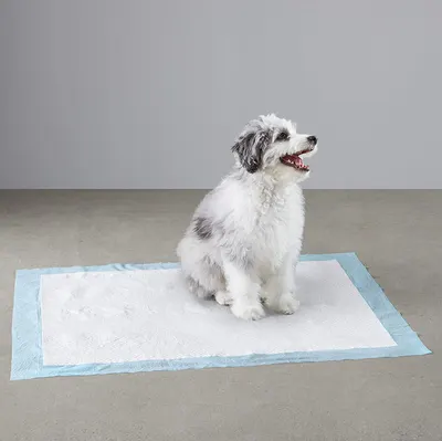 Lifestyle Images for AMAZON BASICS LIFE PET 2