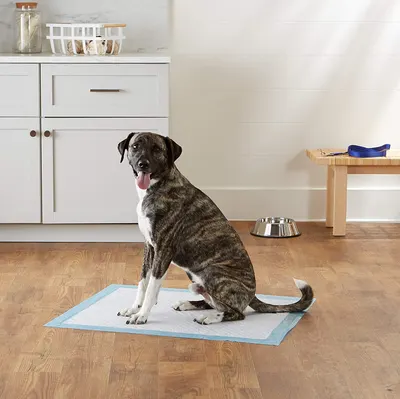Lifestyle Images for AMAZON BASICS LIFE PET