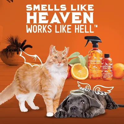 Secondary Images for ANGRY ORANGE INF PET 6